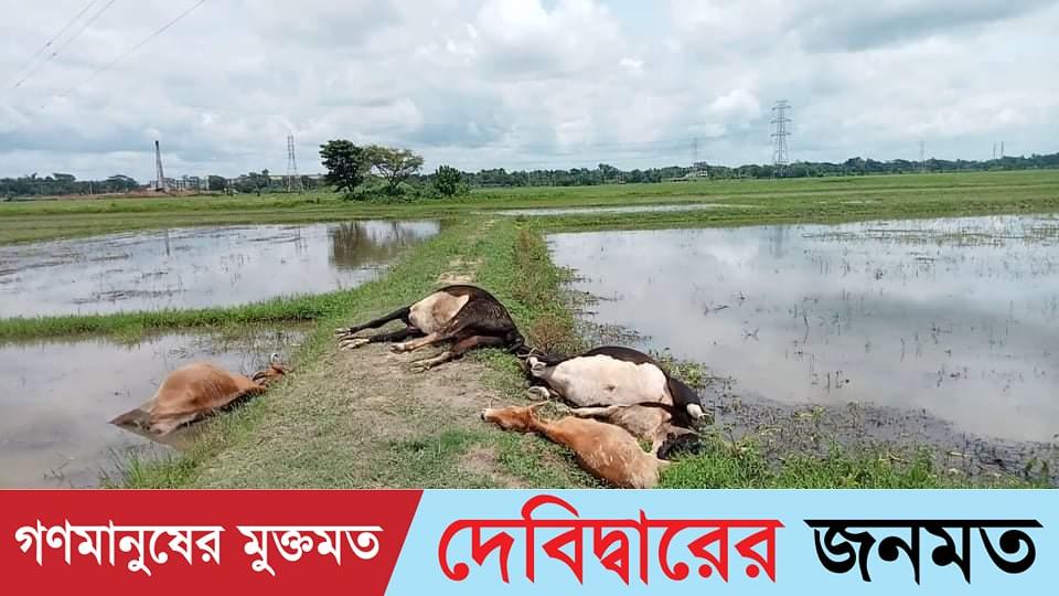 চৌদ্দগ্রামে বিদ্যুৎপৃষ্ট হয়ে ৫ টি গরুর মৃত্যু
