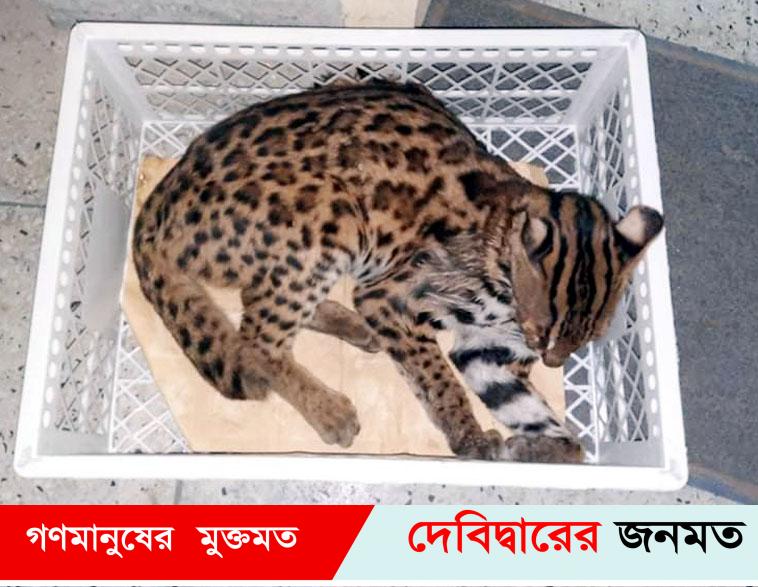 মুরাদনগরে বিরল প্রজাতির মেছো বাঘ উদ্ধার
