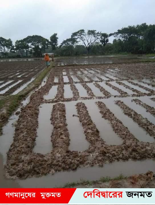 দেবীদ্বারে টানাবর্ষণে কৃষকের স্বপ্ন পানিতে তলিয়েগেছে- ২,৭৯৩ হেক্টর ফসলি জমিন
