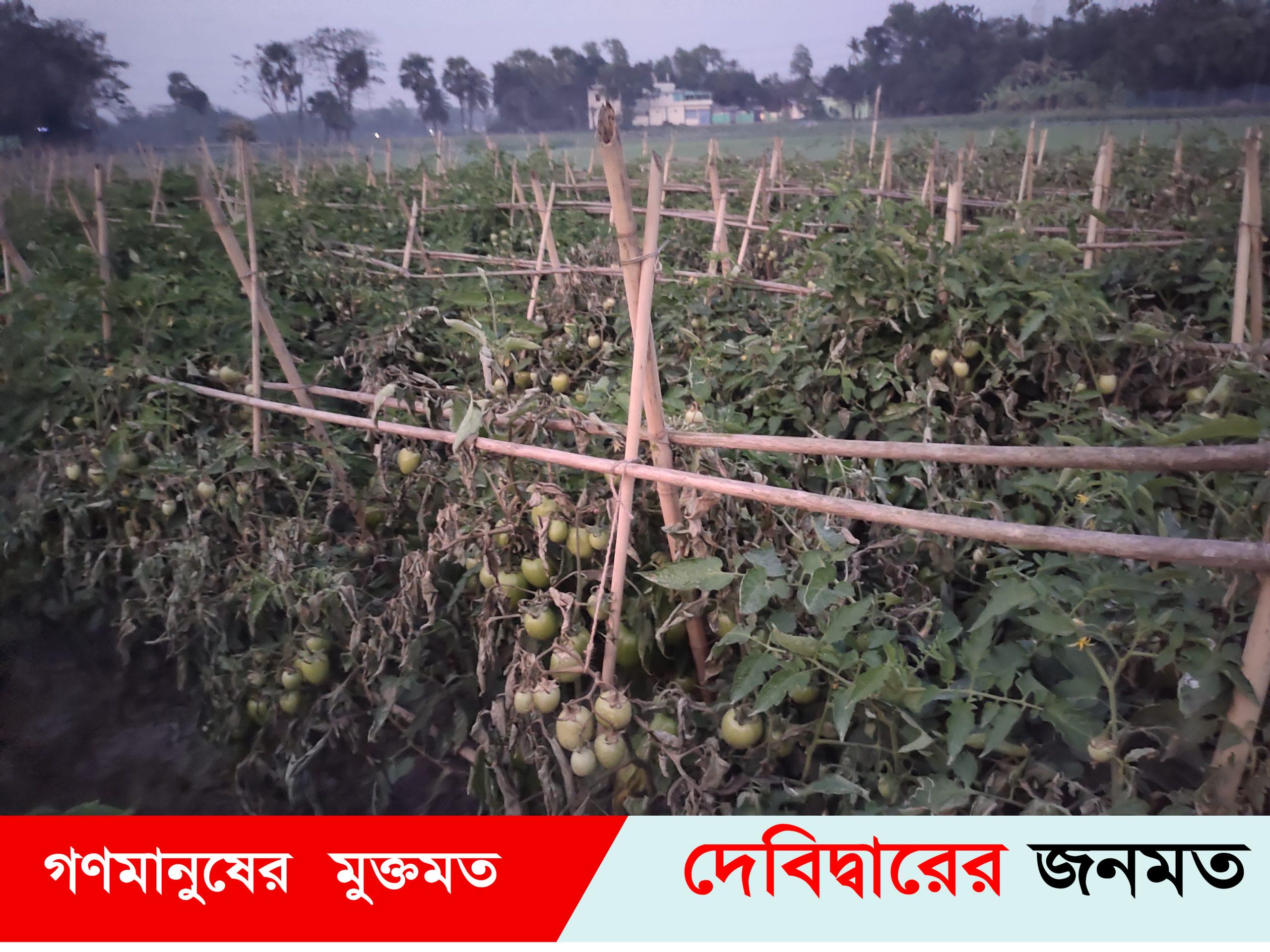দেবীদ্বারে ৪০ শতাংশ হিটলার টমাটোর গাছ পুড়িয়েছে দুর্বৃত্তরা – অসহায় কৃষক