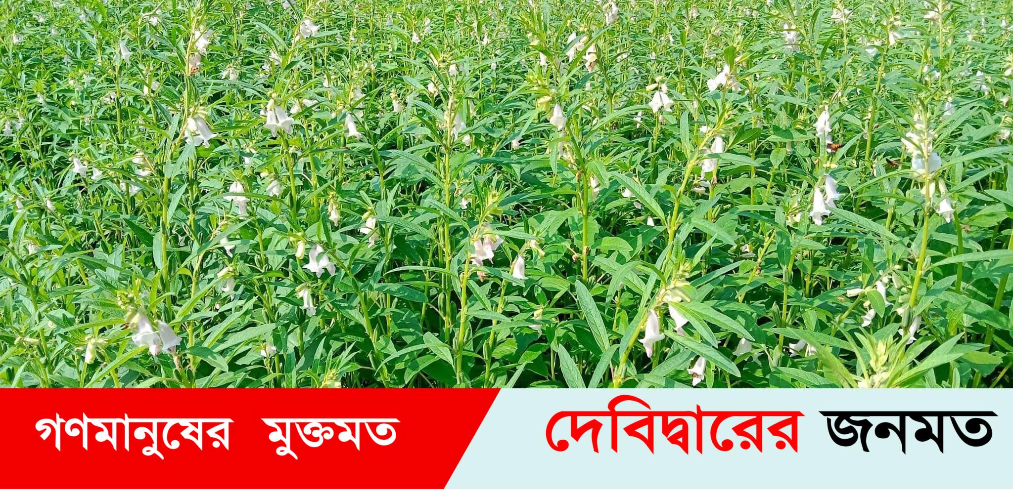 দেবীদ্বারে সবুজের মাঠে তিল ফুলের হাঁসি