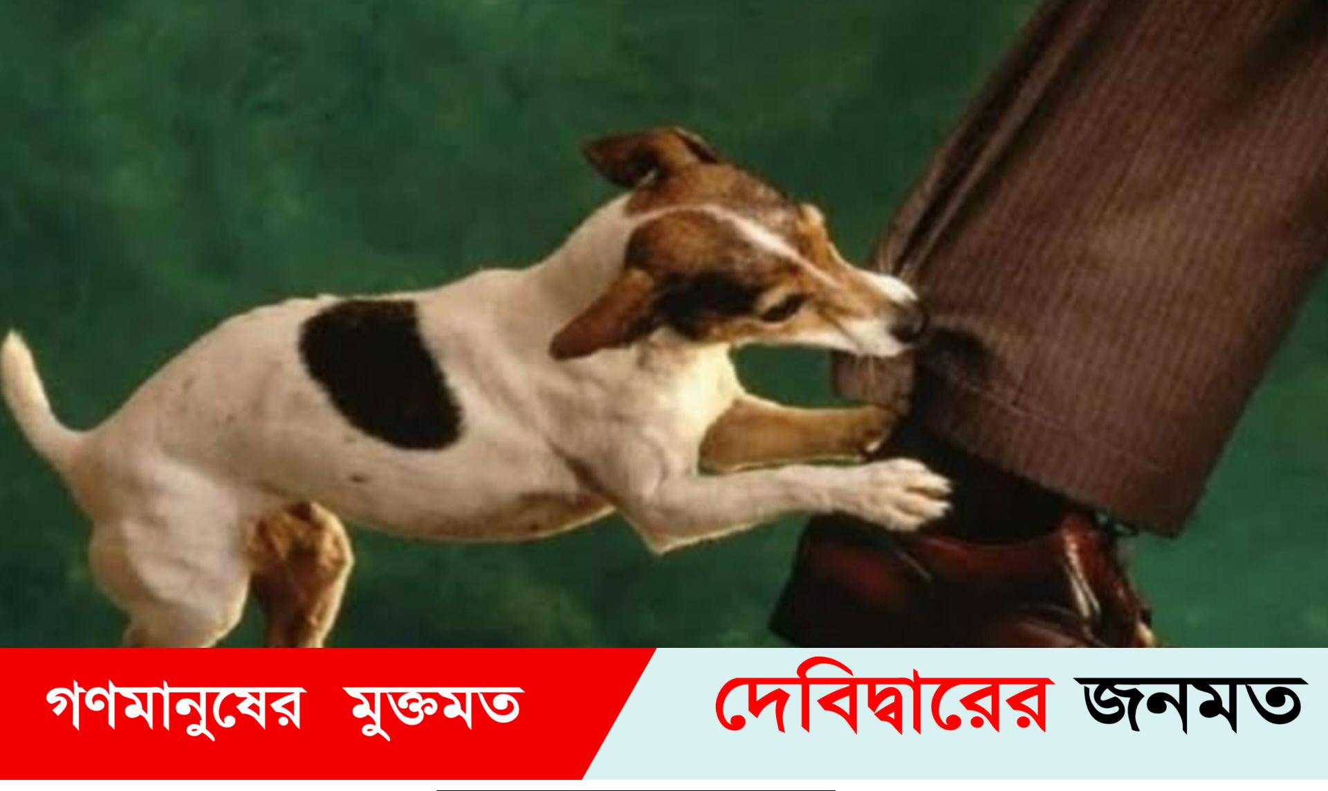 দেবীদ্বারে পাগলা কুকুরের কামড়ে ইউপি সদস্যসহ আহত ৩০