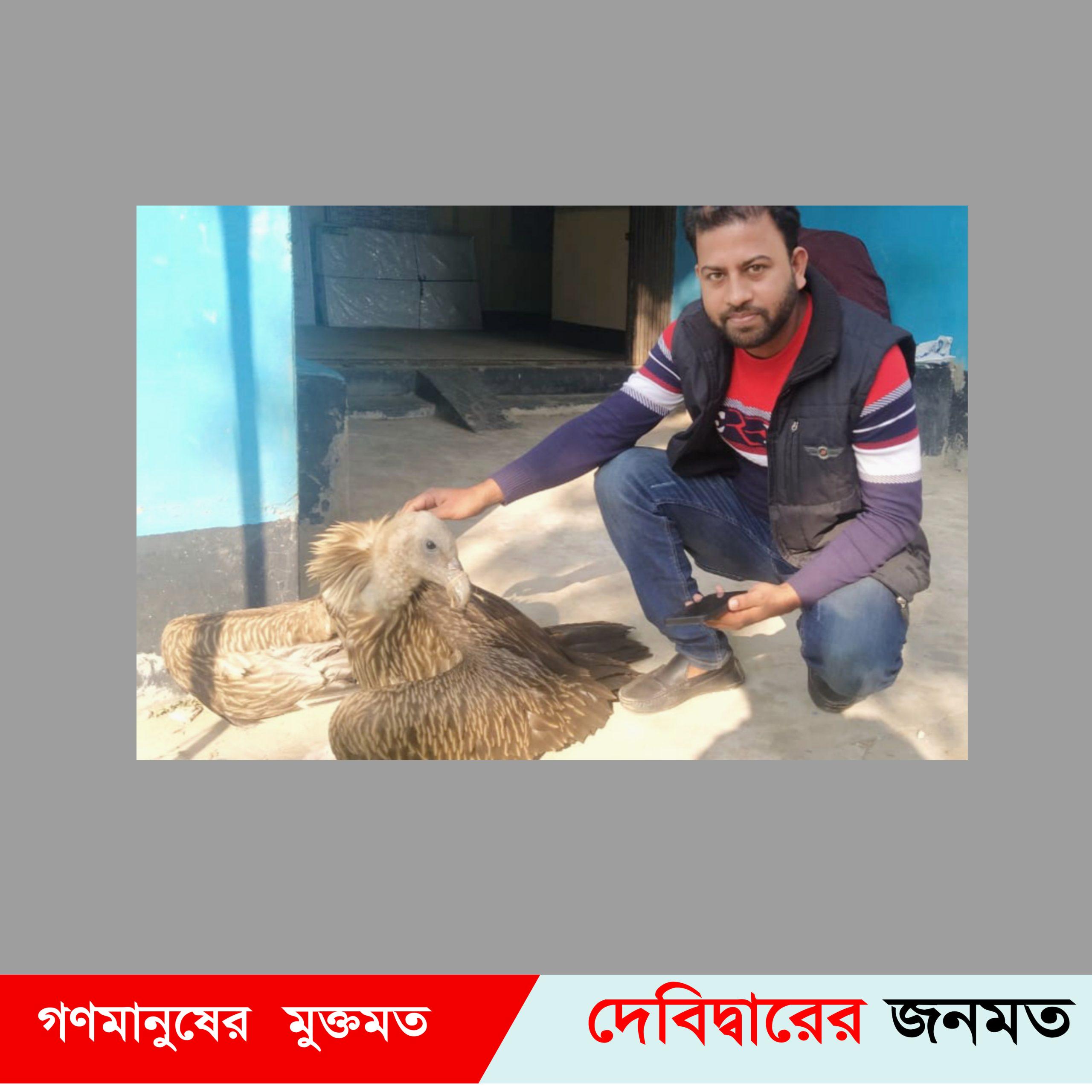 লোকালয়ে পড়ে থাকা অসুস্থ বাজপাখি উদ্ধার করে বন বিভাগে হস্তান্তর