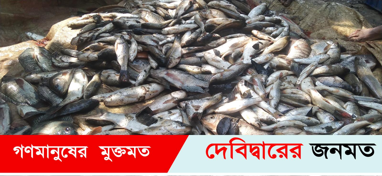 দেবীদ্বারে মৎস্যচাষীর পুকুরে বিষ দিয়ে মাছ নিধন