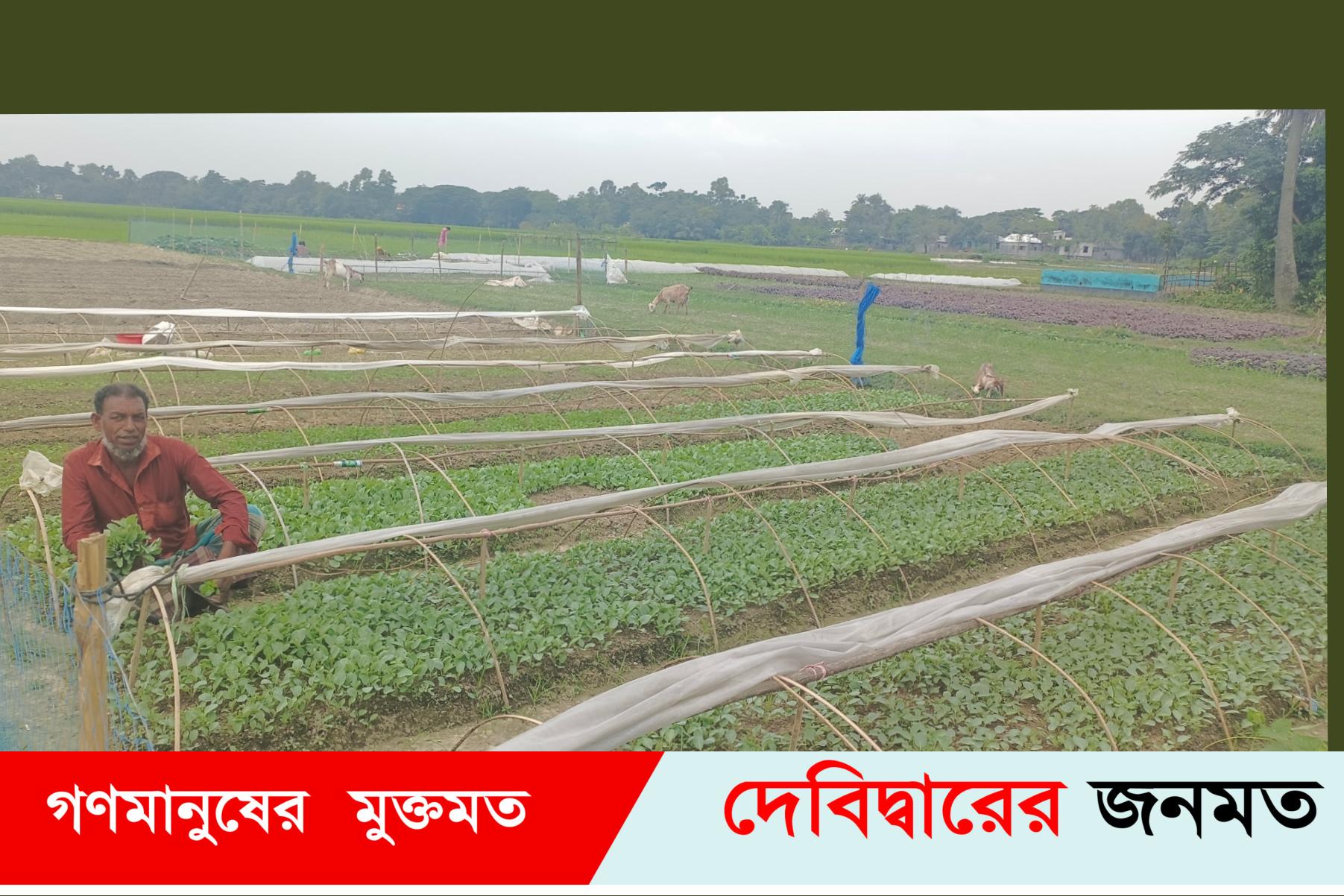 দেবীদ্বারের কপির চারা দেশজুড়ে বিক্রি