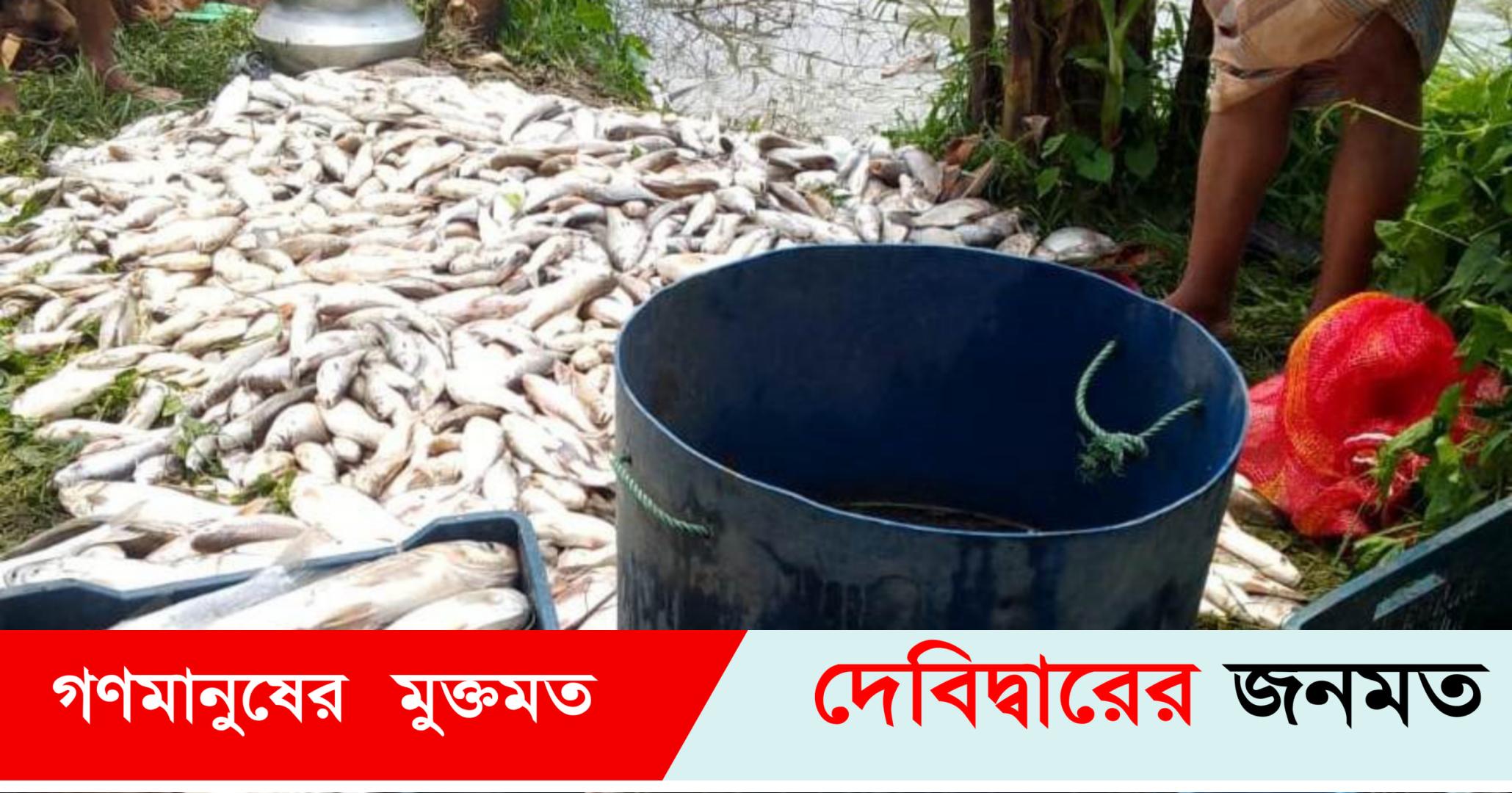 দেবীদ্বারে বিষ দিয়ে ২৫ লক্ষ টাকার মাছ মেরে নিঃস্ব করল খামারীকে