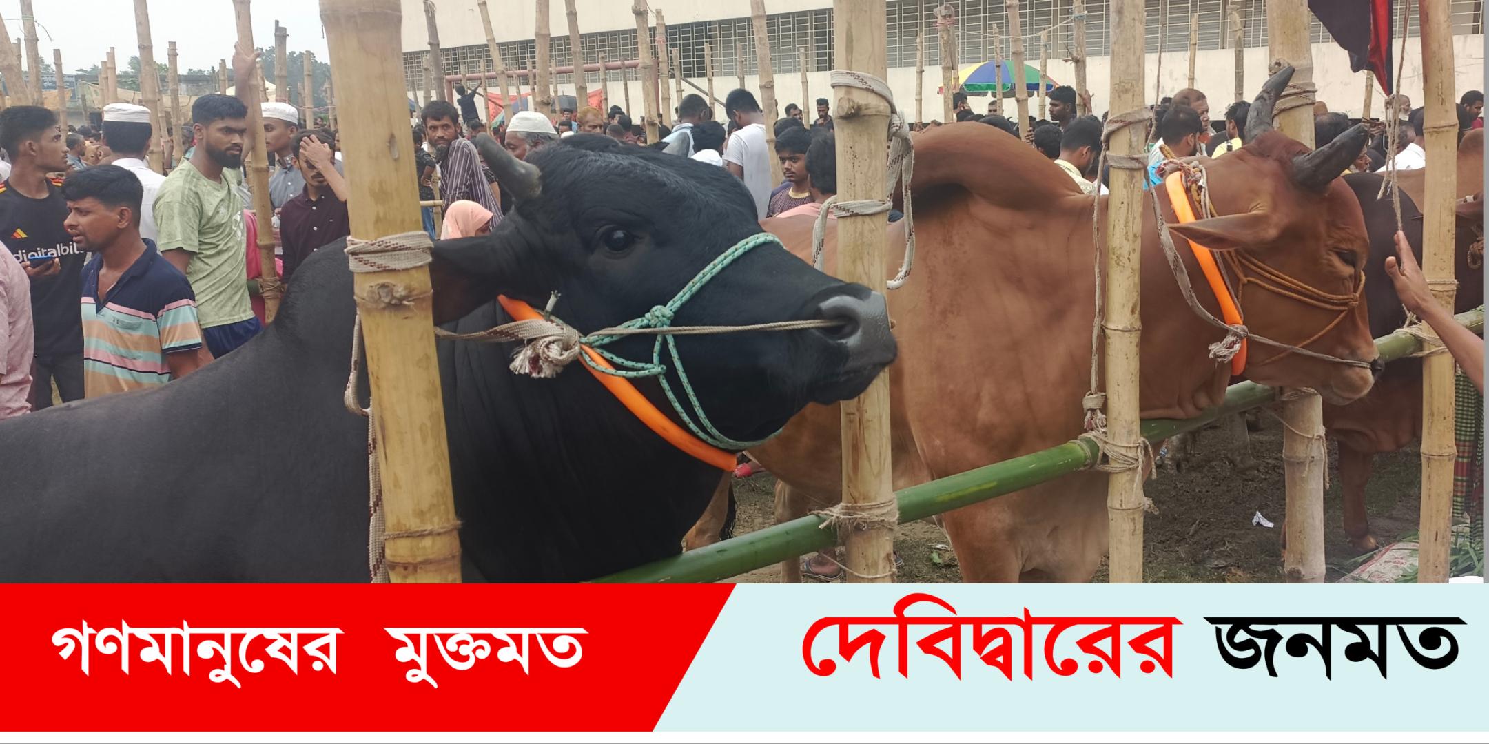দেবীদ্বার পশুর হাটে বড় গরু বিক্রি কম ছোট গরুর চাহিদা বেশী
