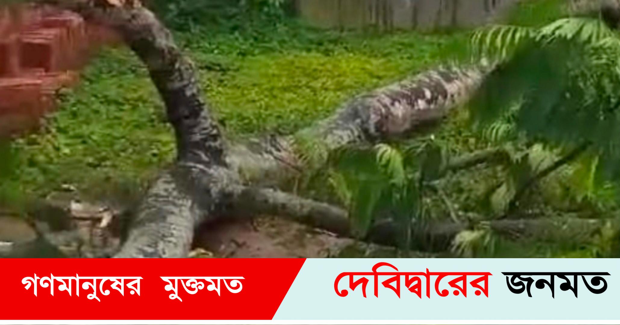 দেবীদ্বারে গাছ পড়ে মাদ্রাসা পড়ুয়া এক শিক্ষার্থীর মৃত্যু