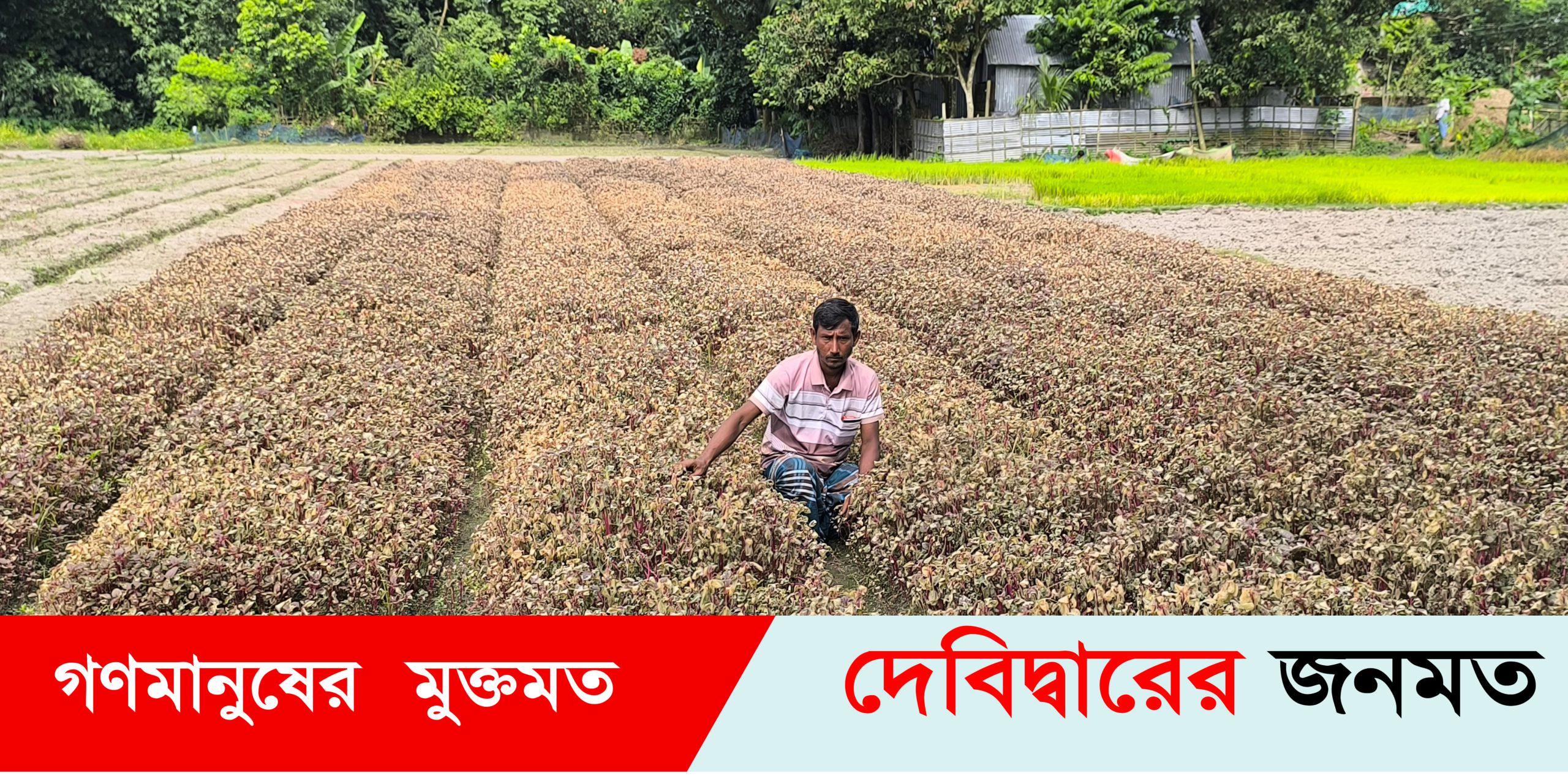 দেবীদ্বারে কৃষকের সাথে এ কেমন শত্রুতা! দেবীদ্বারে কৃষকের সাথে এ কেমন শত্রুতা!